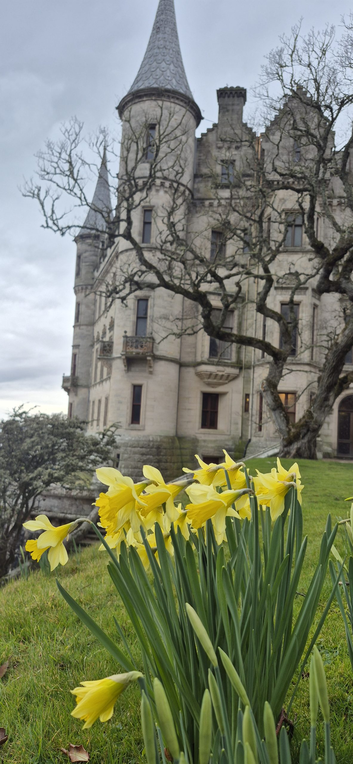 Dunrobin Castle with daffodils in the foreground